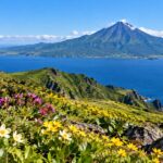 海の向こうにそびえる利尻富士と手前の高山植物